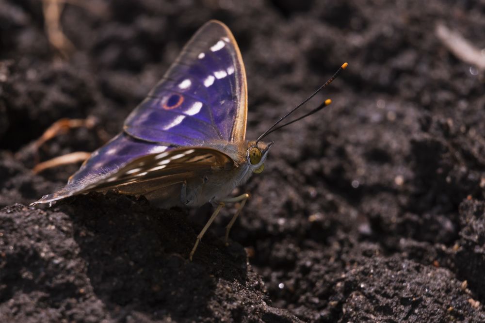 Фотография автора Татьяна Степанова