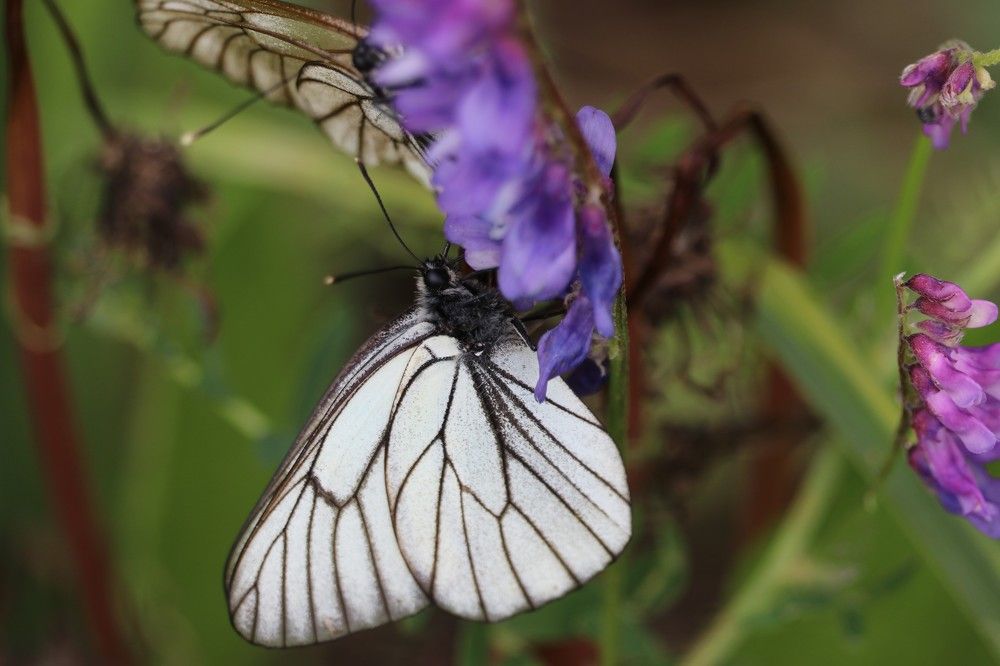 Photograph by Галина Мазур