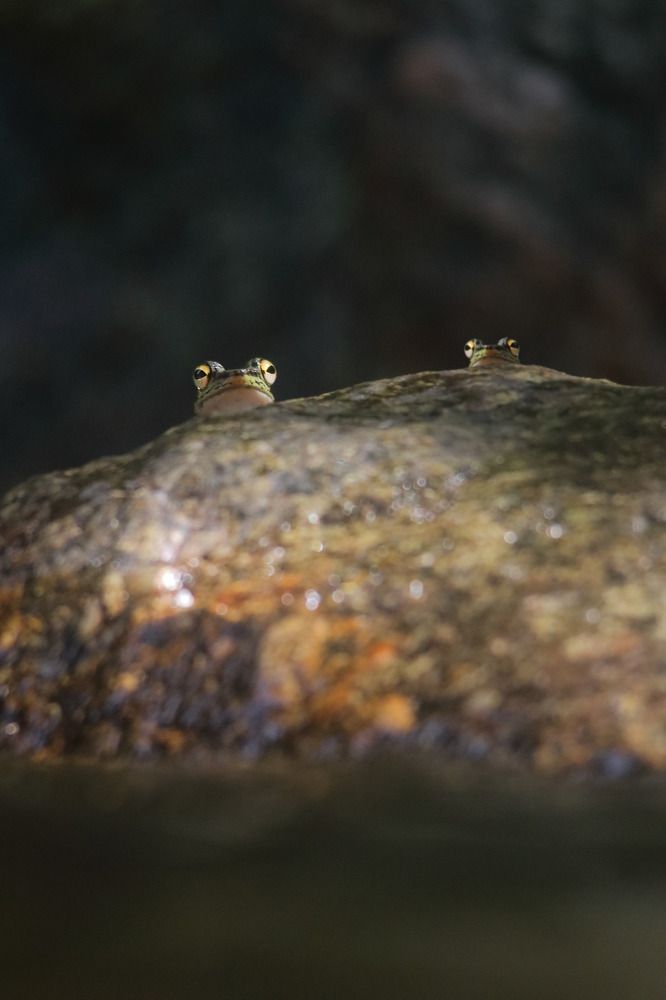 Photograph by Heshana Ariyaratne