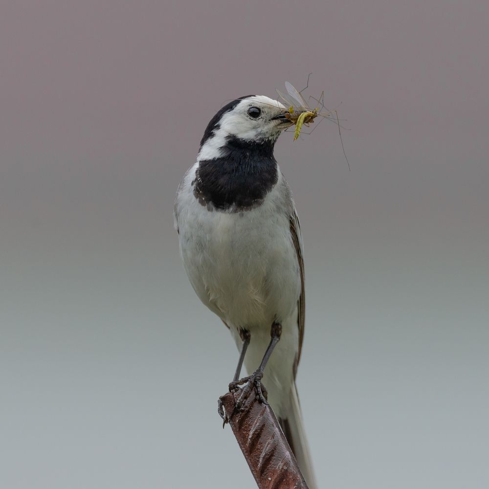 Белая трясогузка