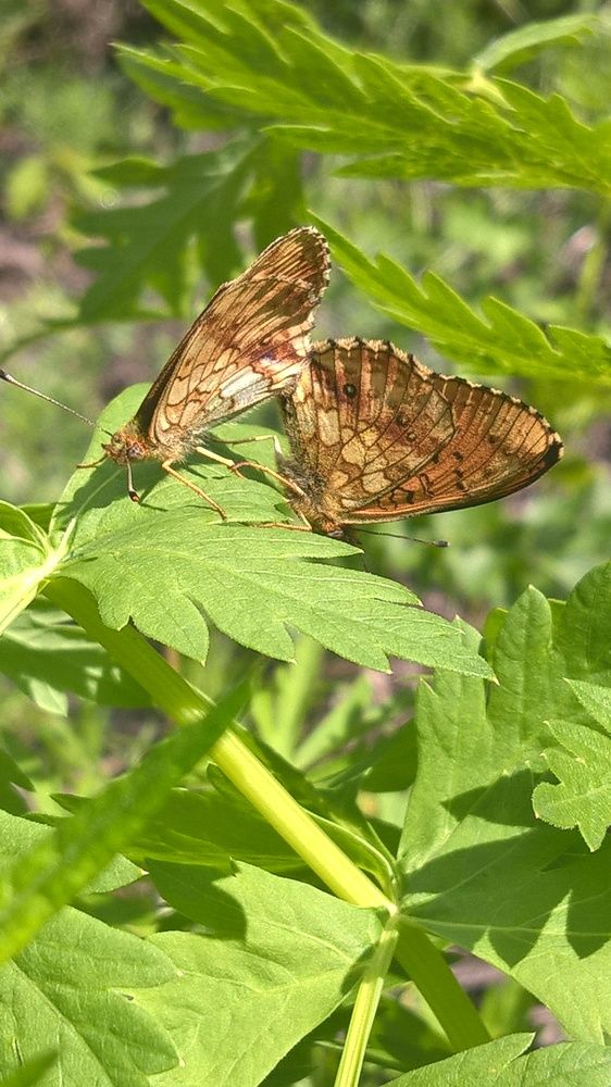 Photograph by Олеся Купча