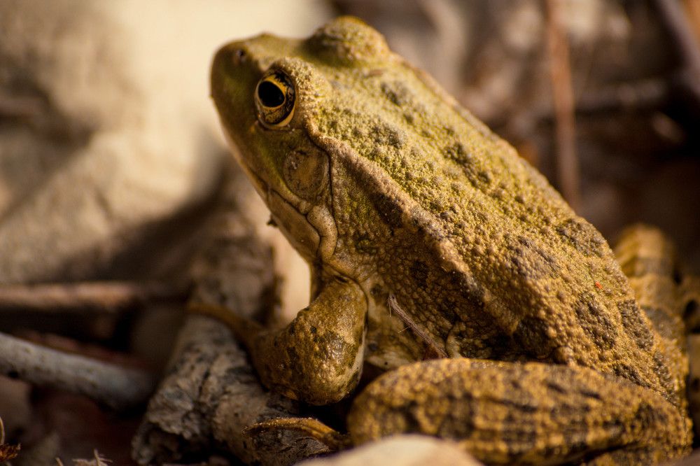 Photograph by Антон