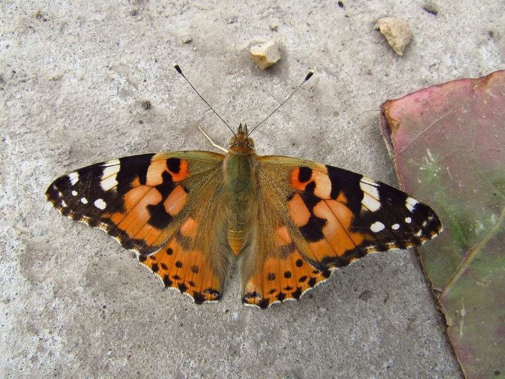 Photograph by Денис Веску