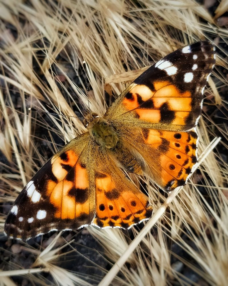 Photograph by Анна Пилипенко