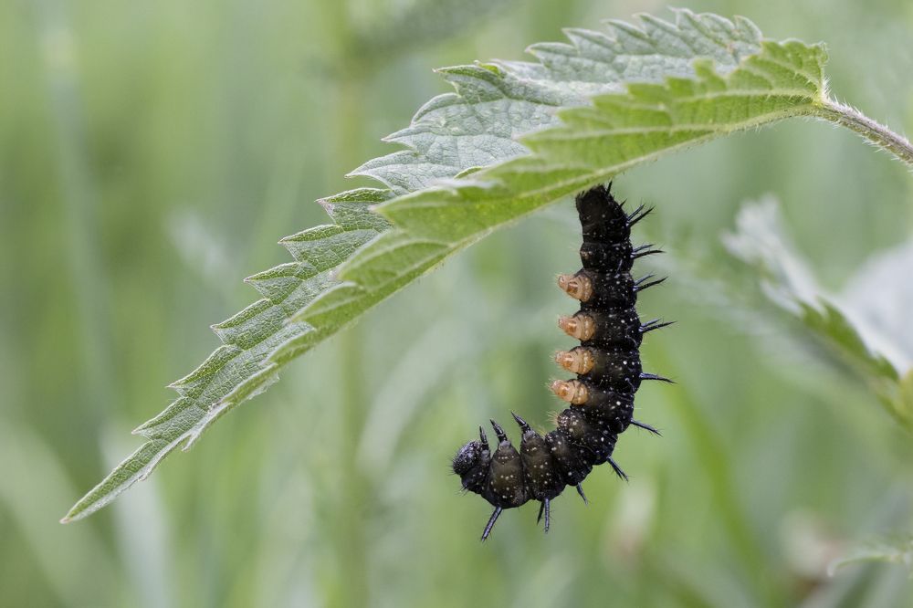 Photograph by Щепанов Дмитрий