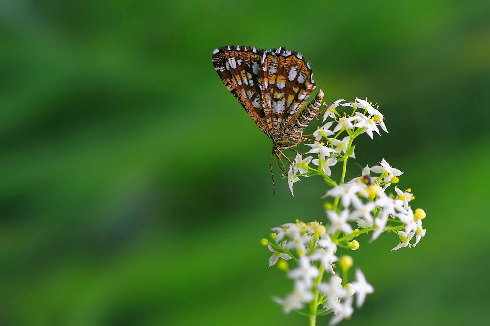 Photograph by Игорь Чеботарёв