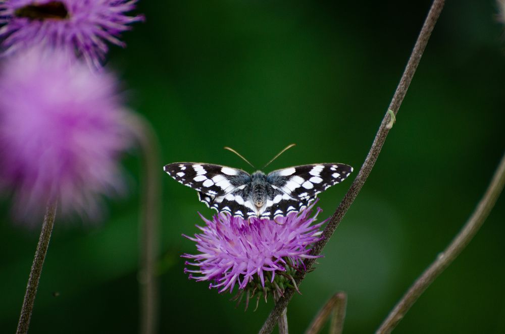 Photograph by Сергей Горбунов