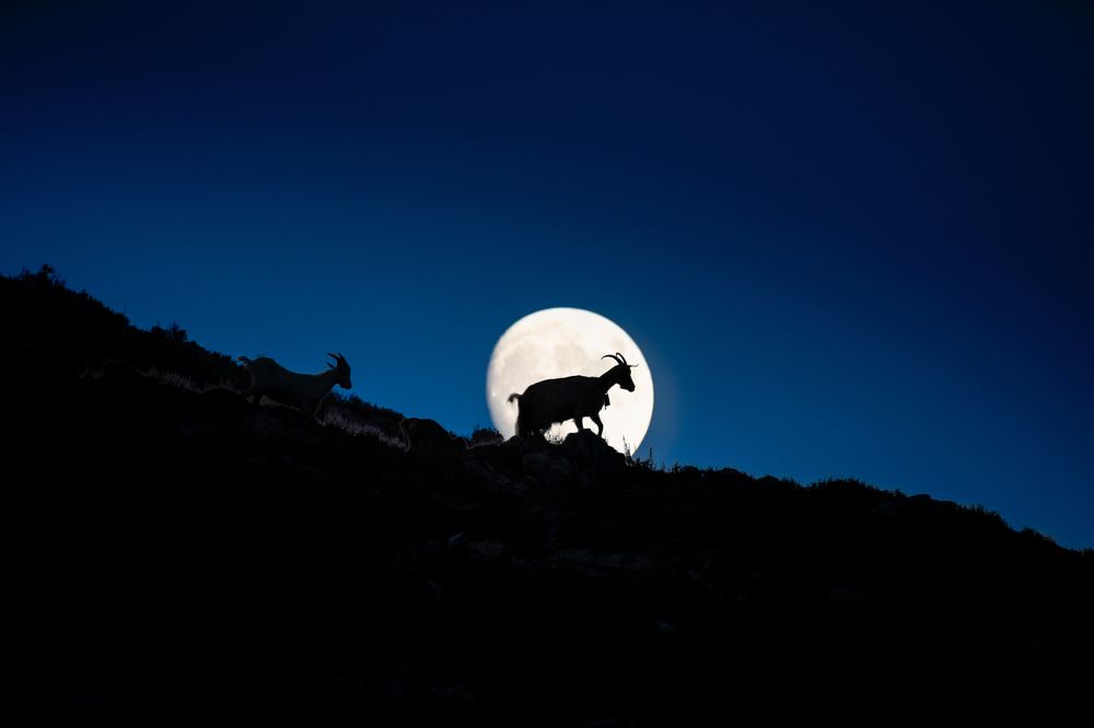 Goat on the moon