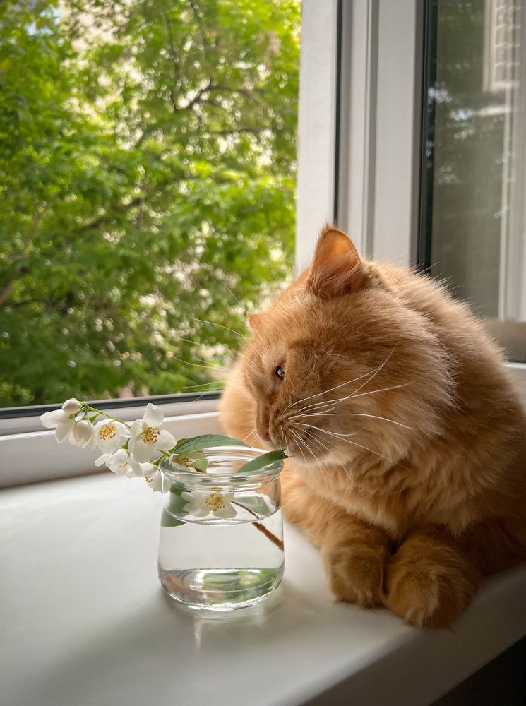 Фотография автора Анастасия Сироткина