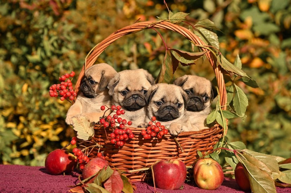 Photograph by Милана Бабченко