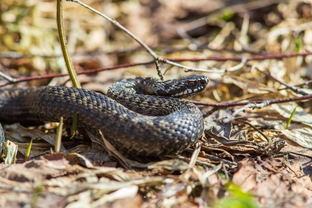 Photograph by Евгения Севрюкова