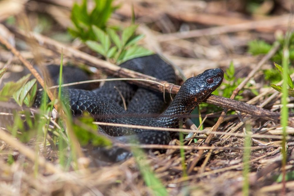 Photograph by Евгения Севрюкова