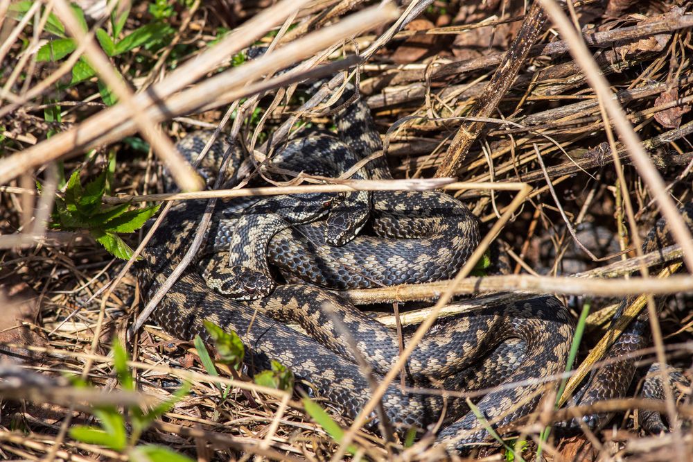 Photograph by Евгения Севрюкова