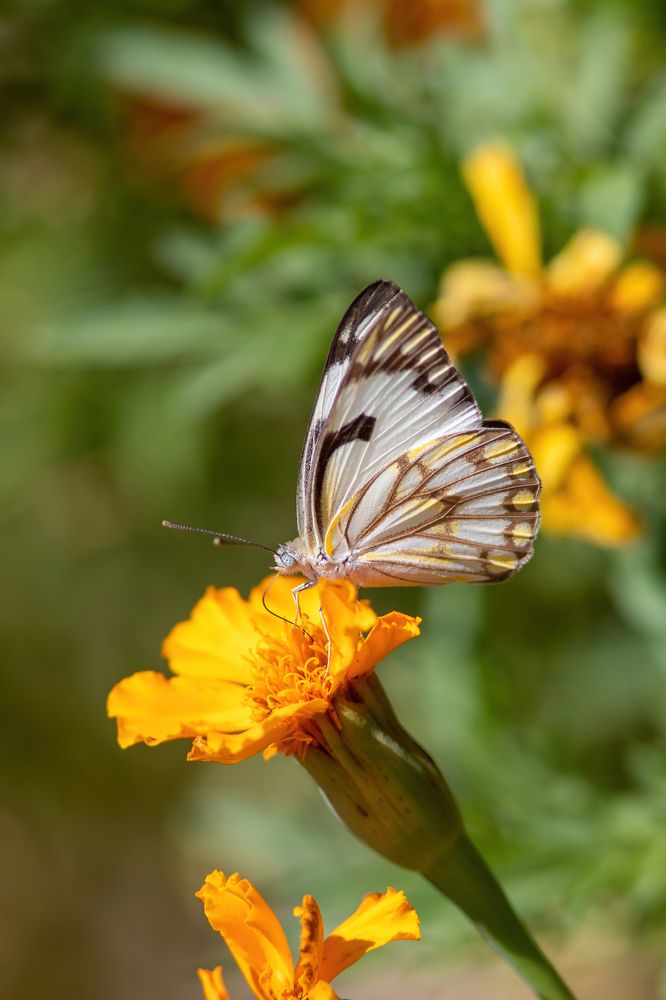 Photograph by Евгения Севрюкова
