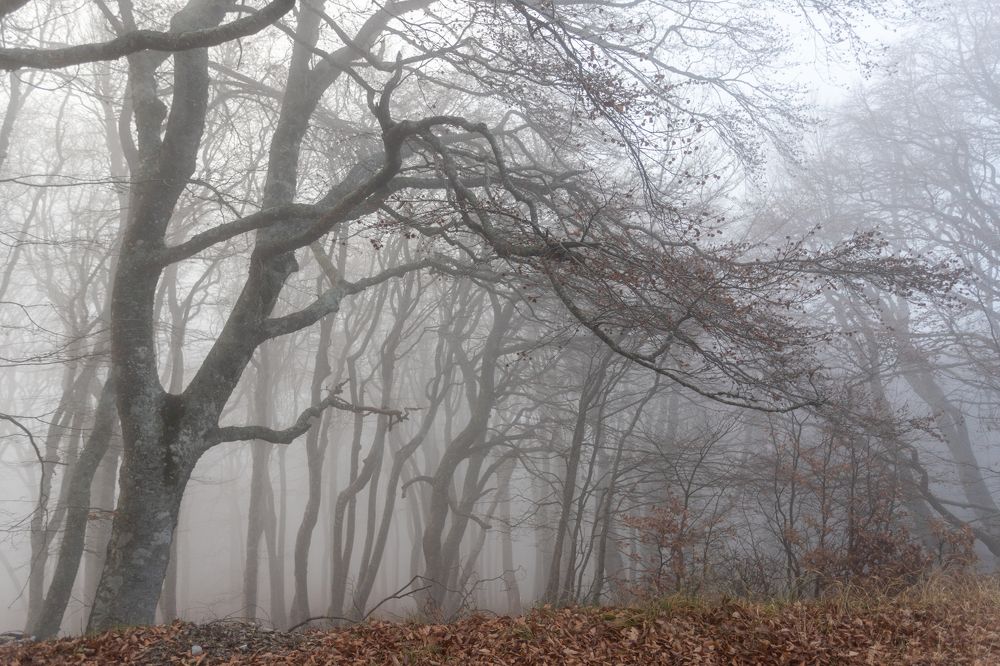 Photograph by Евгения Севрюкова