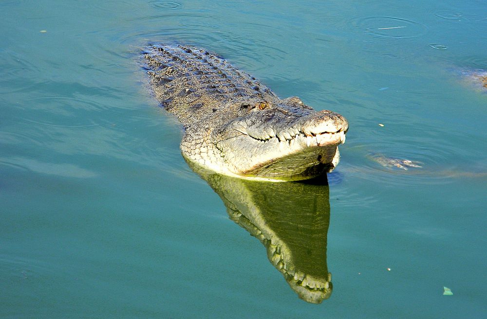 Объевшийся крокодил
