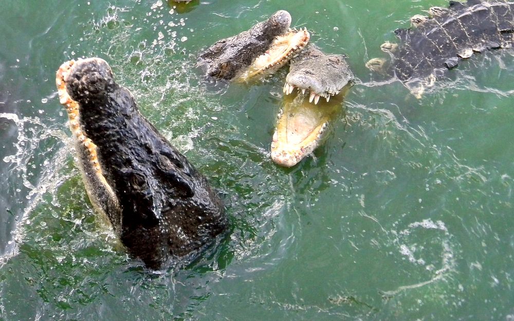 Голодные крокодилы