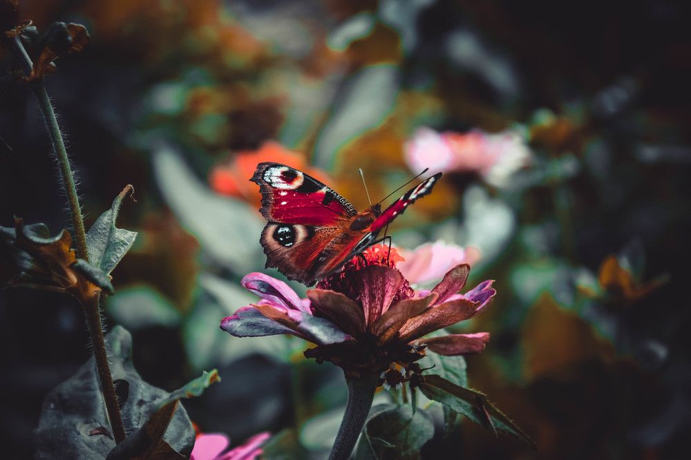 Photograph by Ольга Жаркова