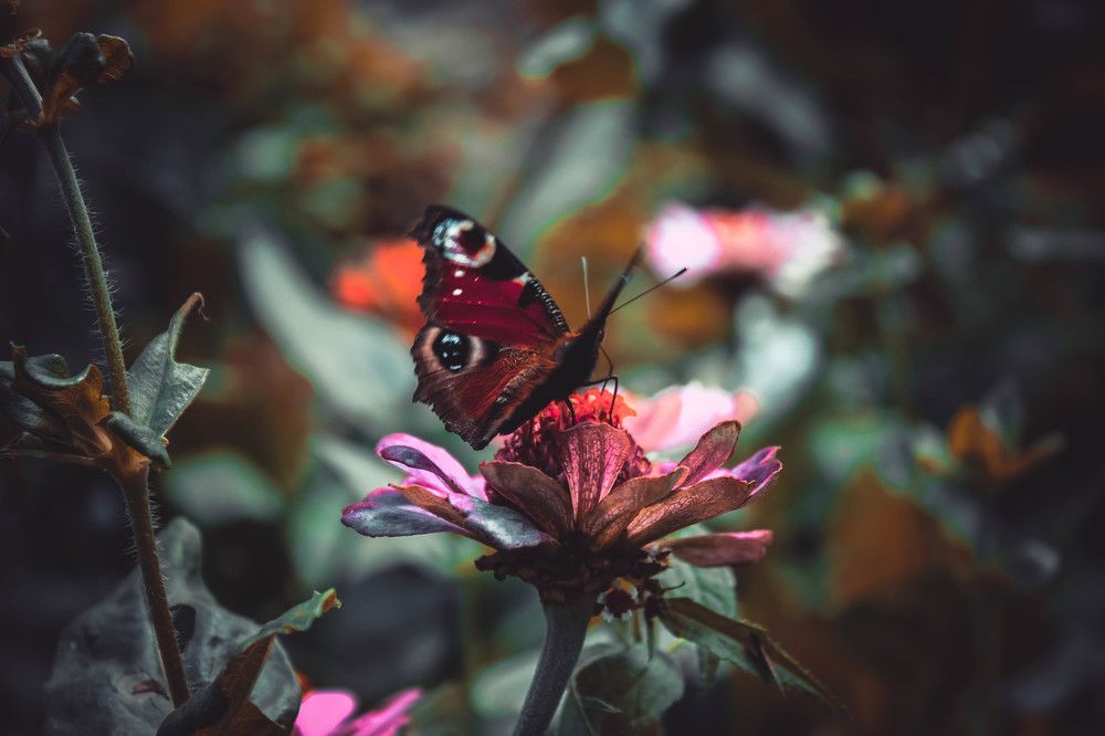 Photograph by Ольга Жаркова