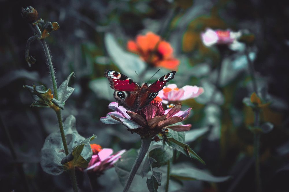 Photograph by Ольга Жаркова