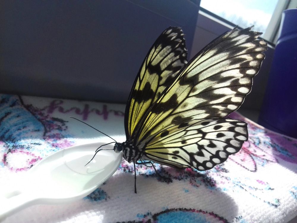 Photograph by Daria Kirina