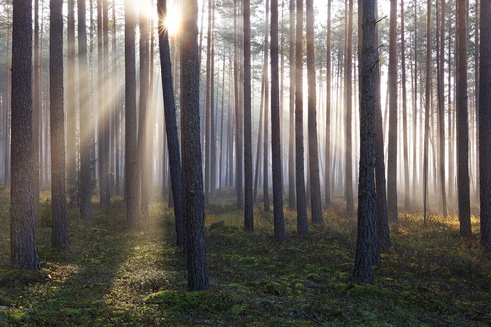 Morning in the forest
