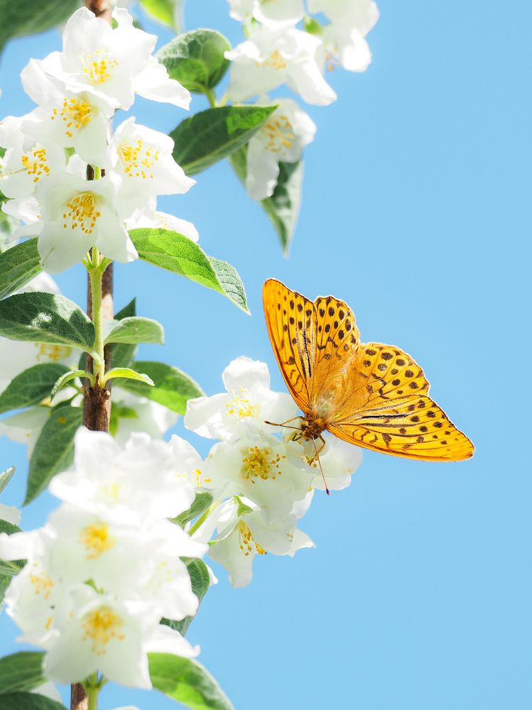 Photograph by Маргарита Смоленская