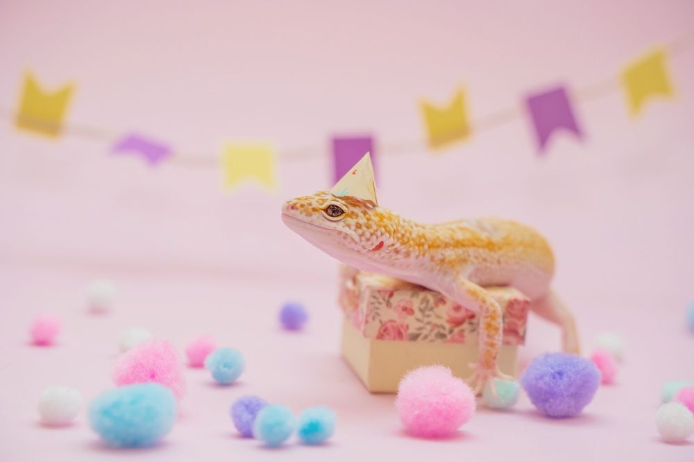 Фотография автора Юлия Бец