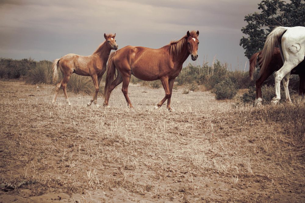 Photograph by Abdollah Fallah