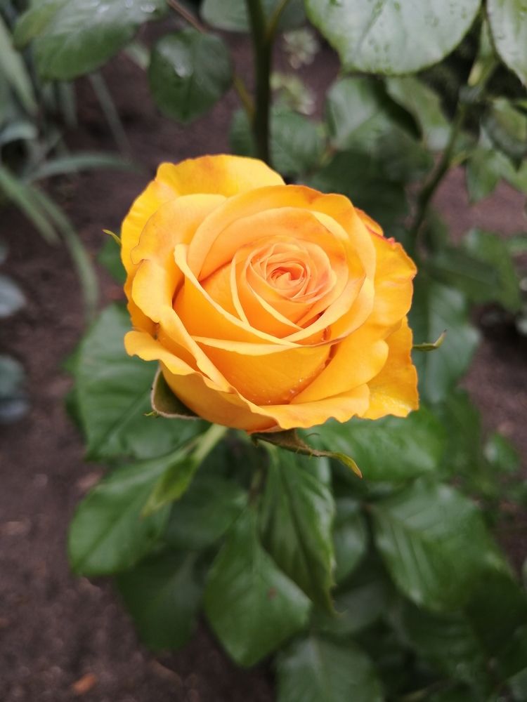 Photograph by Руковицина Ирина