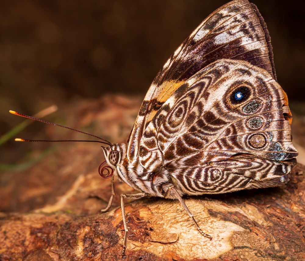 Photograph by Thiago Antunes