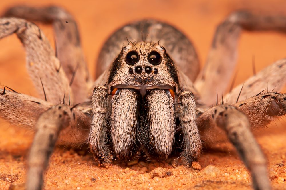 Photograph by Thiago Antunes