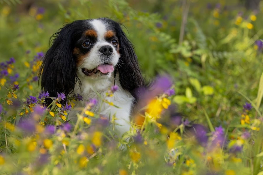 Photograph by Галина Павлова