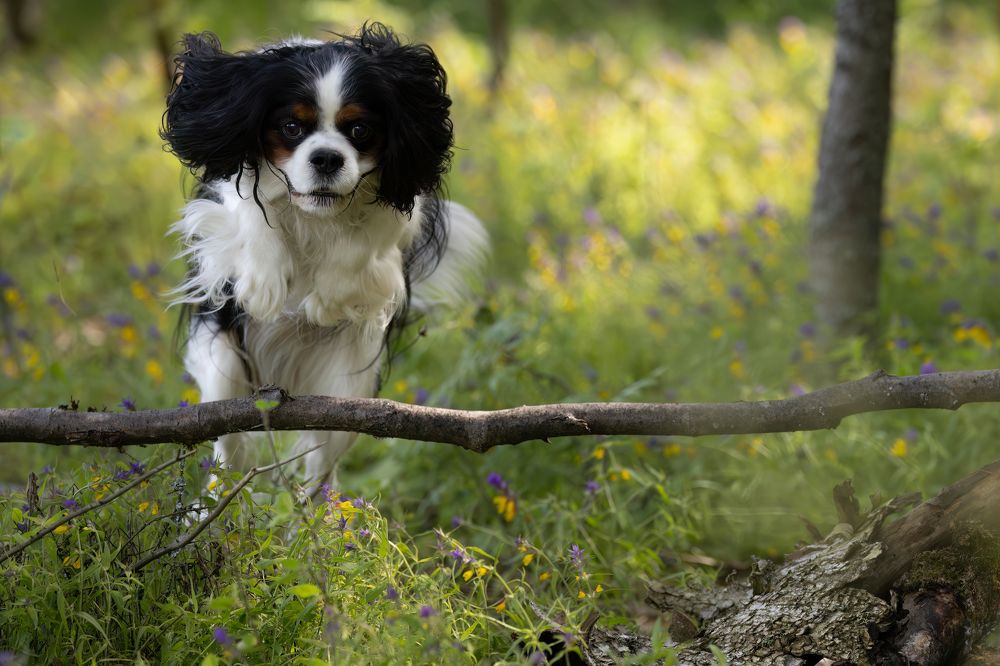 Photograph by Галина Павлова