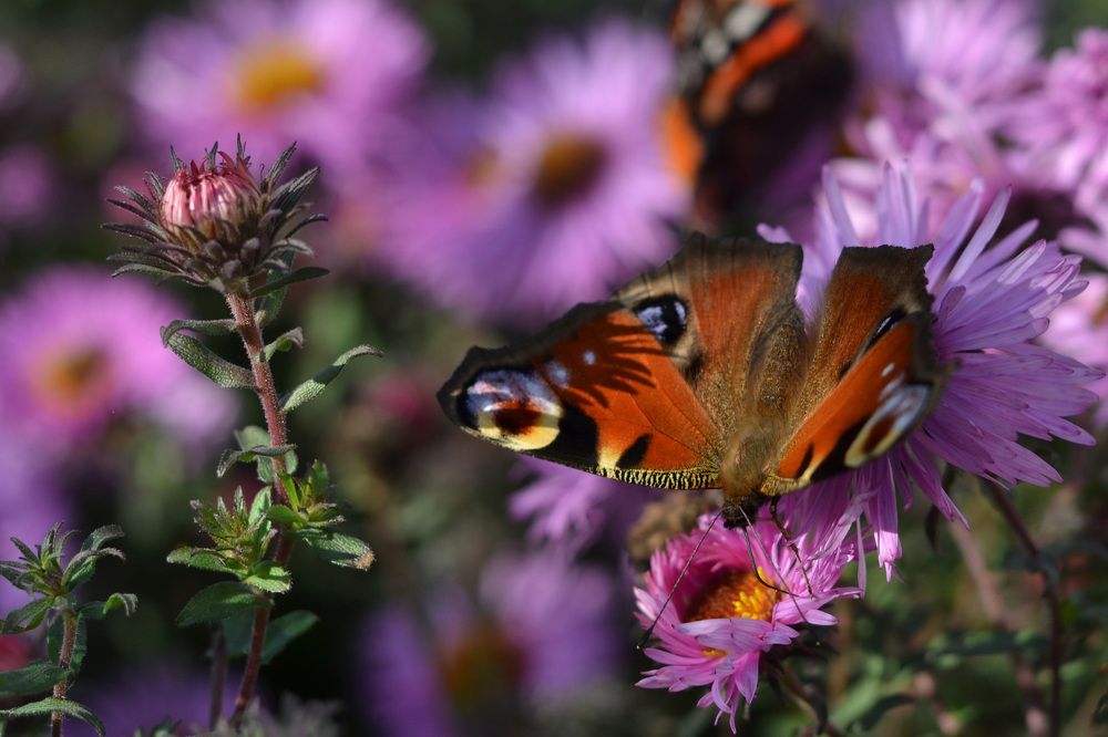 Photograph by Анастасия Маклакова