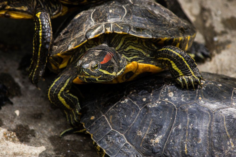 Фотография автора Minja Jovetic