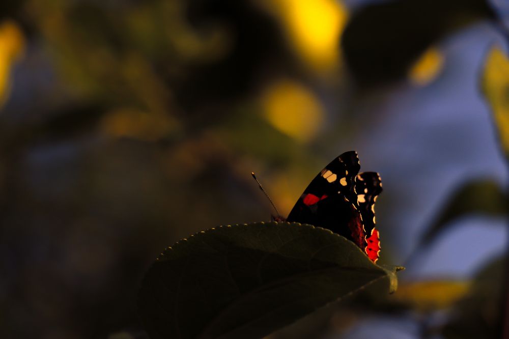 Photograph by Aleksandra