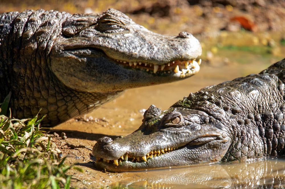 Photograph by Andre Miranda