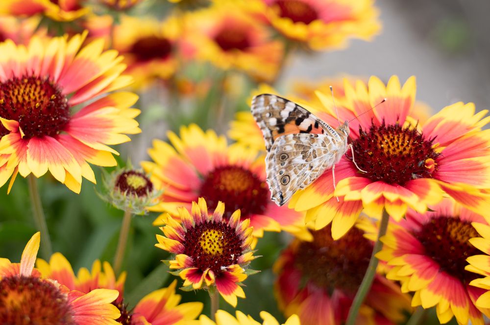 Photograph by Снежанна