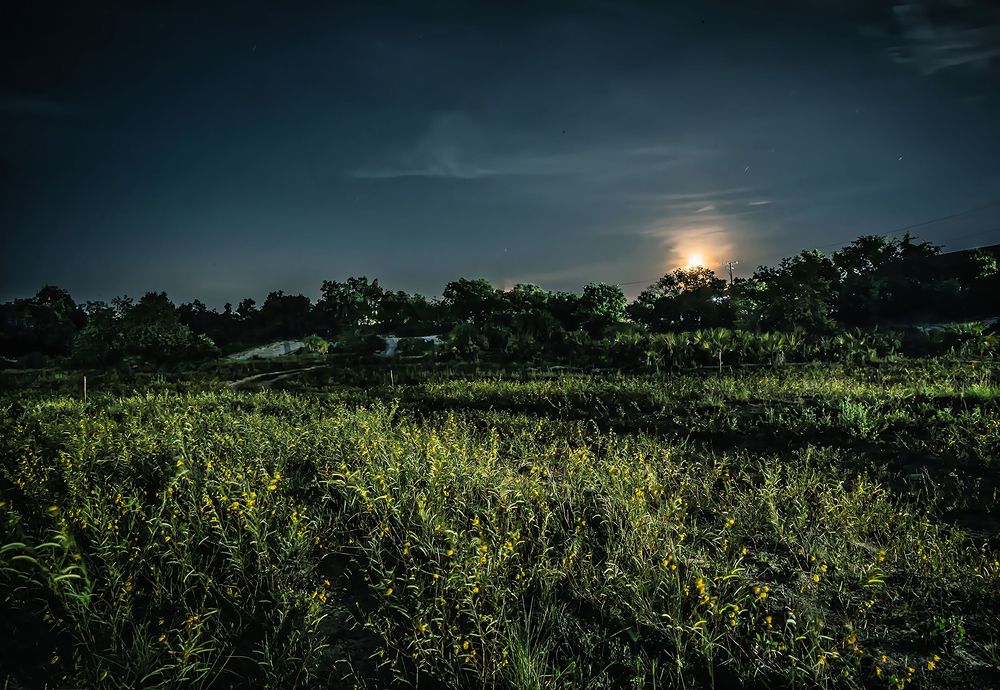 Фотография автора Ray Asiala