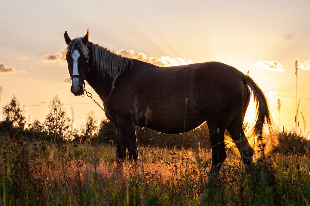лошадь
