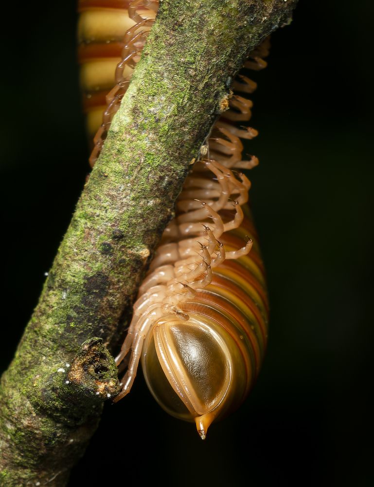 Photograph by Ankan Das