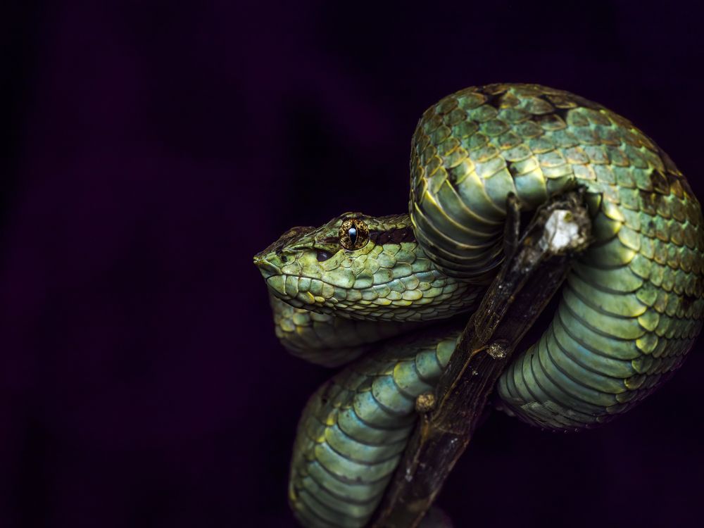 Photograph by Venkat Mangudi