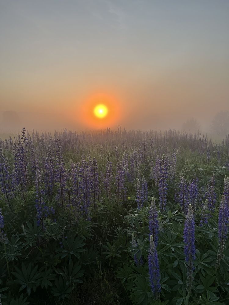 Photograph by Анастасия Юсова