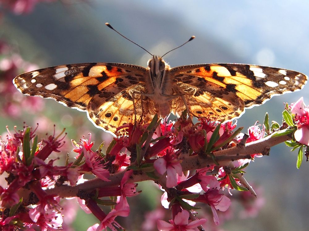 Photograph by Abdolreza Aleagha