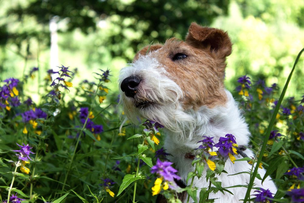 Летнее настроение.