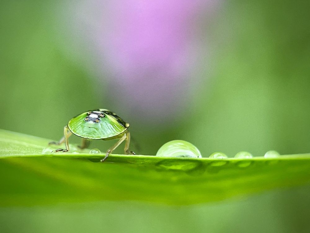 A drop of life