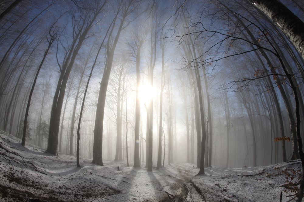 Photograph by Popa Alin