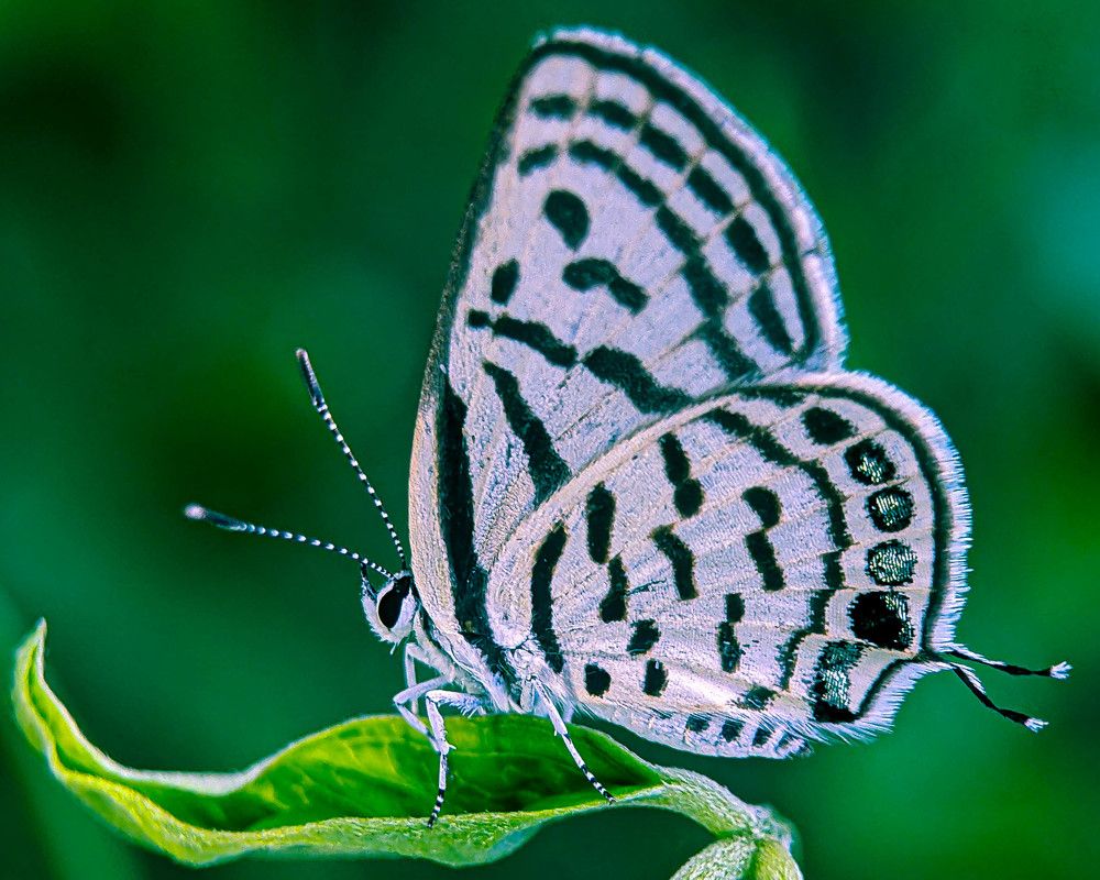 Photograph by SHAHED REZA