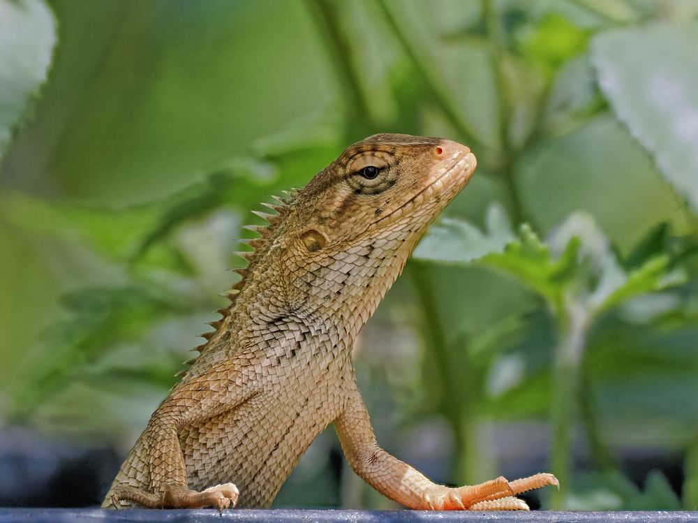 Photograph by RAJESH MAHAJAN